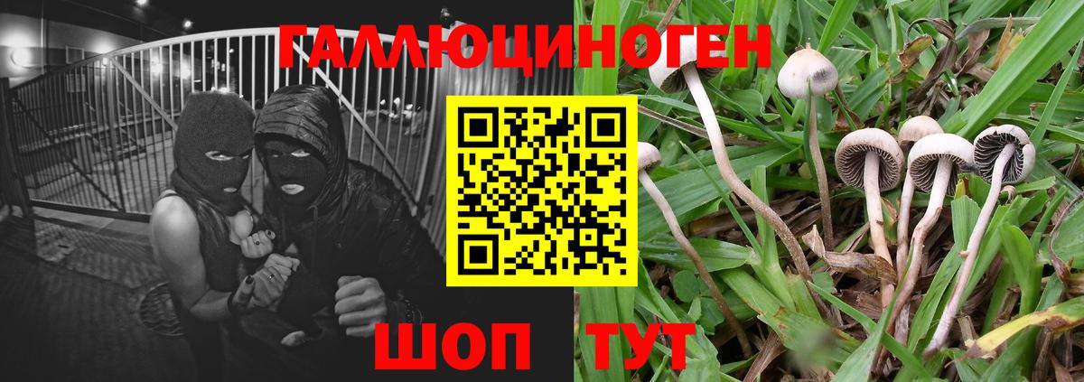 Галлюциногенные грибы ЛСД Богданович